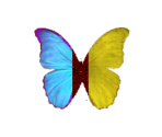 Butterfly - Wildlife Park 2