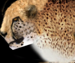 Cheetah - Wildlife Park 2