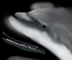 Dolphin - Wildlife Park 2