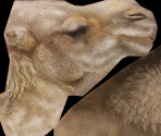 Dromedary - Wildlife Park 2