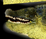 Nile Crocodile - Wildlife Park 2