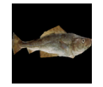Fish - Wildlife Park 2