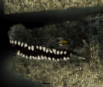 Giant Crocodile - Wildlife Park 2