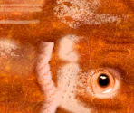 Giant Squid - Wildlife Park 2