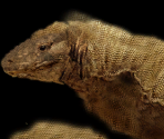 Komodo Dragon - Wildlife Park 2