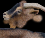Goat - Wildlife Park 2