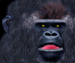 Gorilla♂ - Wildlife Park 2