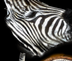 Grevy's Zebra - Wildlife Park 2