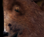 Grizzly Bear - Wildlife Park 2