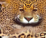 Jaguar - Wildlife Park 2