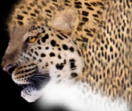 Leopard - Wildlife Park 2