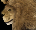 Lion♂ - Wildlife Park 2
