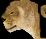 Lion♀ - Wildlife Park 2
