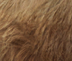 Woolly Mammoth - Wildlife Park 2