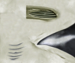 Manta Ray - Wildlife Park 2