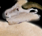 Moutain Goat - Wildlife Park 2