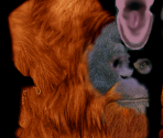 Orangutan♂ - Wildlife Park 2