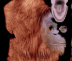 Orangutan♀ - Wildlife Park 2
