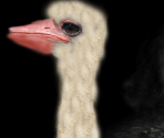 Ostrich♂ - Wildlife Park 2
