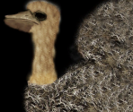 Ostrich (Offspring) - Wildlife Park 2