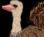 Ostrich♀ - Wildlife Park 2