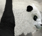 Giant Panda - Wildlife Park 2