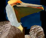 Pelican - Wildlife Park 2
