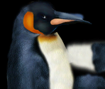 King Penguin - Wildlife Park 2