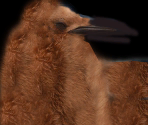 King Penguin (Offspring) - Wildlife Park 2