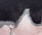 Domestic Pig - Wildlife Park 2