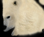 Polar Bear - Wildlife Park 2