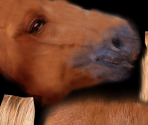 Pony - Wildlife Park 2