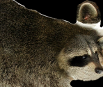 Racoon - Wildlife Park 2