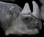 Rhinoceros - Wildlife Park 2