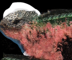 Saurian - Wildlife Park 2