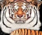 Bengal Tiger - Wildlife Park 2
