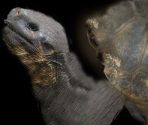 Galapagos Tortoise - Wildlife Park 2