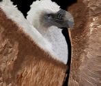 Vulture - Wildlife Park 2