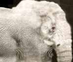 African Elephant (Albinism) - Wildlife Park 2