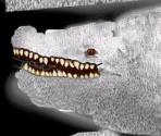 Nile Crocodile (Albinism) - Wildlife Park 2