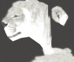 Lion♀ (Albinism) - Wildlife Park 2
