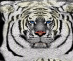 Bengal Tiger (Albinism) - Wildlife Park 2