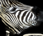 Burchell's Zebra - Wildlife Park 2