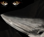 SCP-049 - SCP Containment Breach