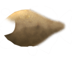 Pacu - Megaquarium