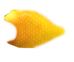 Midas Cichlid - Megaquarium