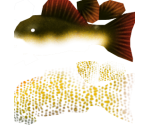 Sunshine Pleco - Megaquarium