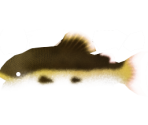Red-Tail Catfish - Megaquarium