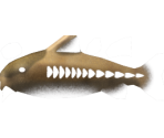 Ripsaw Catfish - Megaquarium