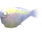 Giant Hatchetfish - Megaquarium